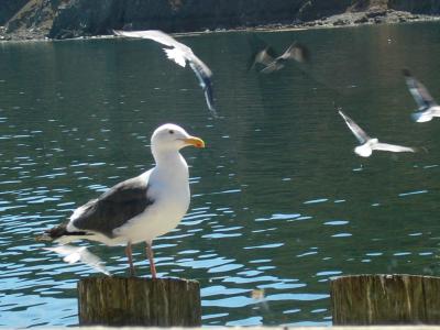 Gulls at Avila