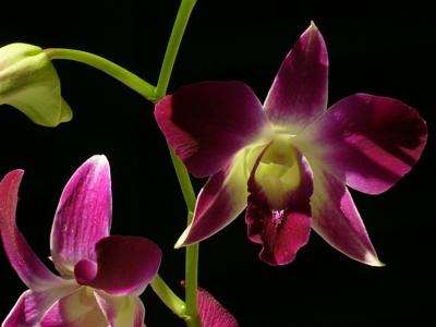 u8/hinkle/medium/32842573.orchids.jpg