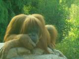 orangutan thinking.jpg