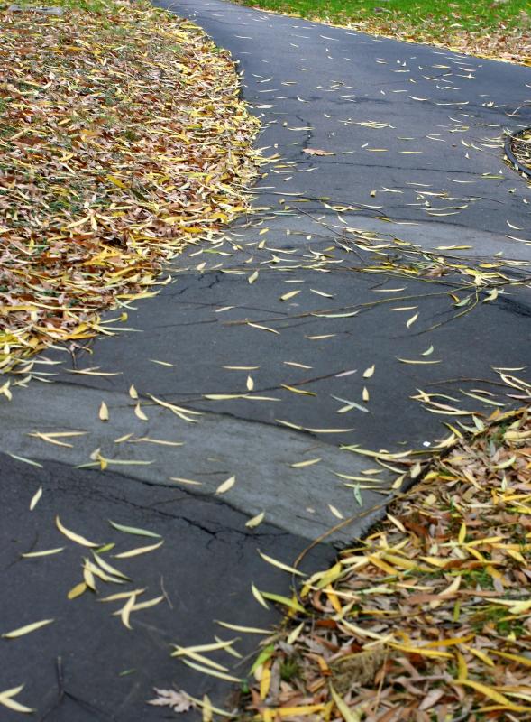 Willow Leaves