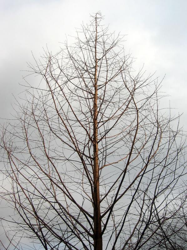 Golden Larch
