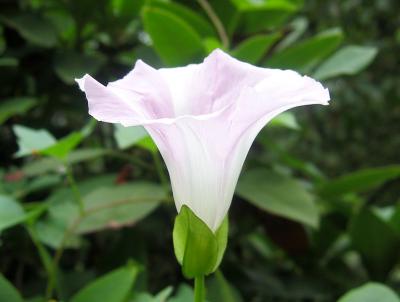 Morning Glory in the Form of a Vase