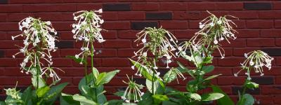 Nicotiana White Trumpets WSP