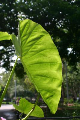 Elephant's Ears