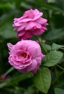 Magenta Roses