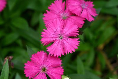 Dianthus or Carnations