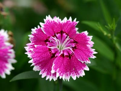 Dianthus or Carnations
