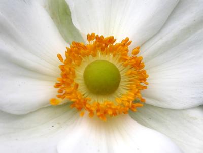 Heart of a White Japanese Anenome
