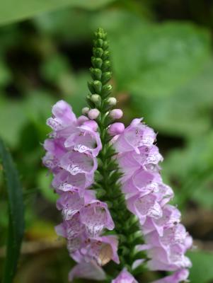 Physostegia or Obedient Plant