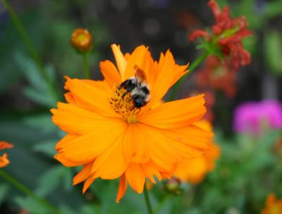 Bee on an Orange Aster
