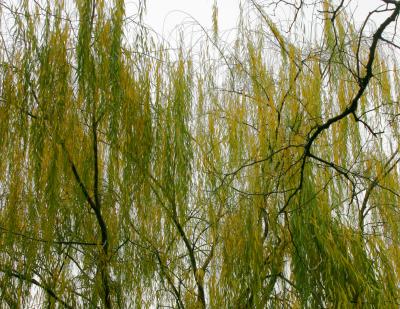 Willow or Salix