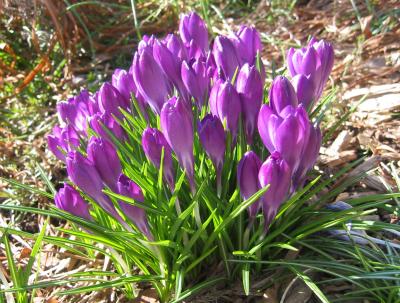 Violet Crocuses