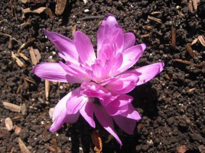 Fall Crocus