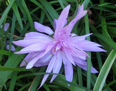 Fall Crocus
