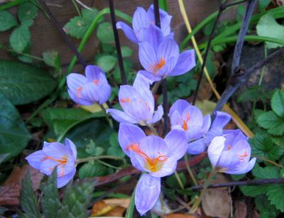Fall Crocus