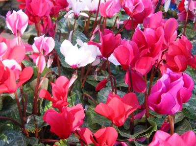 Cyclamen