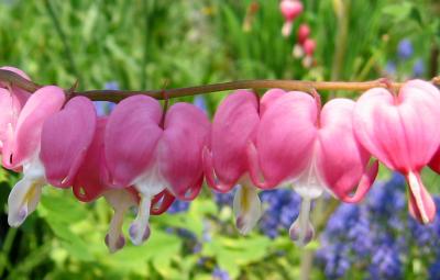 Bleeding Hearts