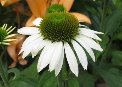 Echinacea