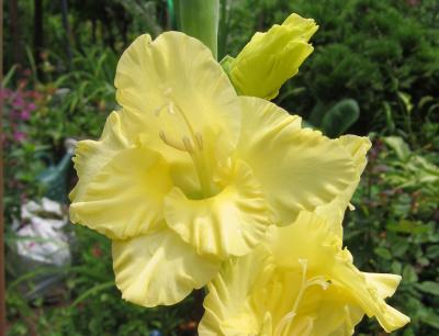 Yellow Gladiolus