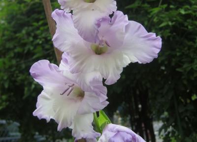 White and Lavendar Gladiolus