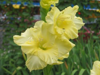 Yellow Gladiolus