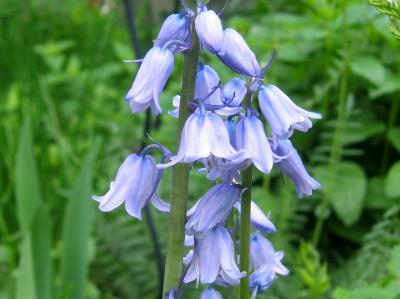 Hyacinthoides or Bluebells