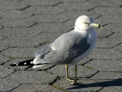 Seagull at the Yacht Basin