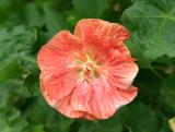 Orange Hibiscus