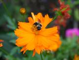 Bee on an Orange Aster