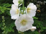 Hollyhock Blossoms