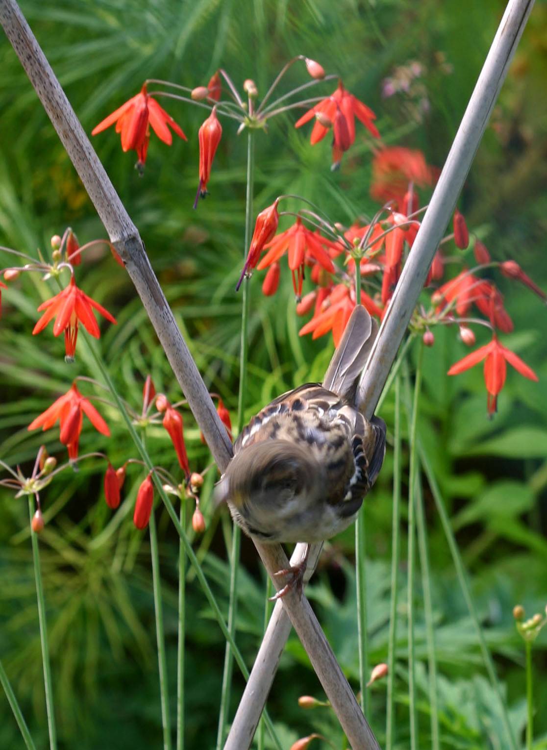Bessera elegans with a Sparrow in Motion