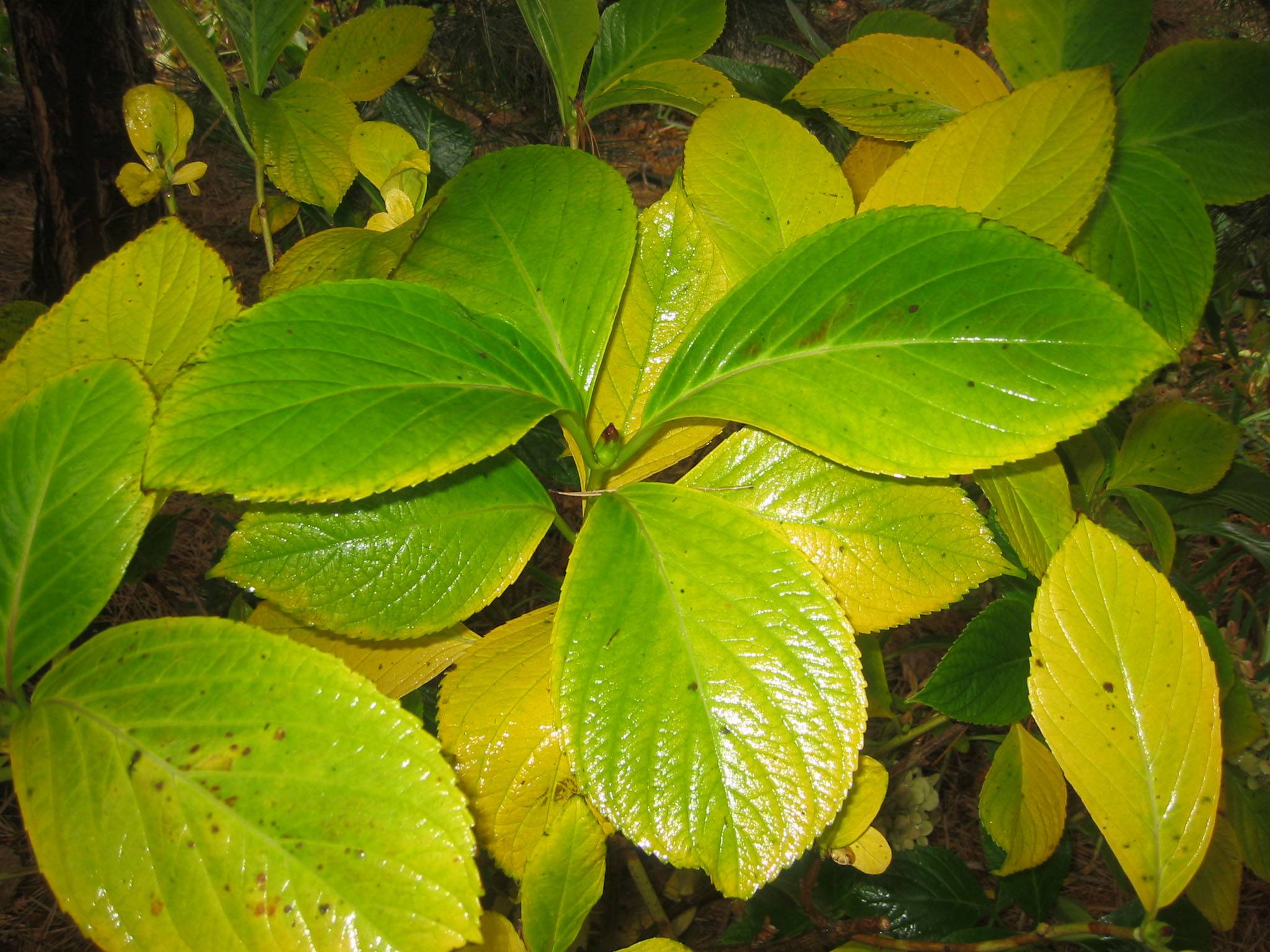 Hydrangea