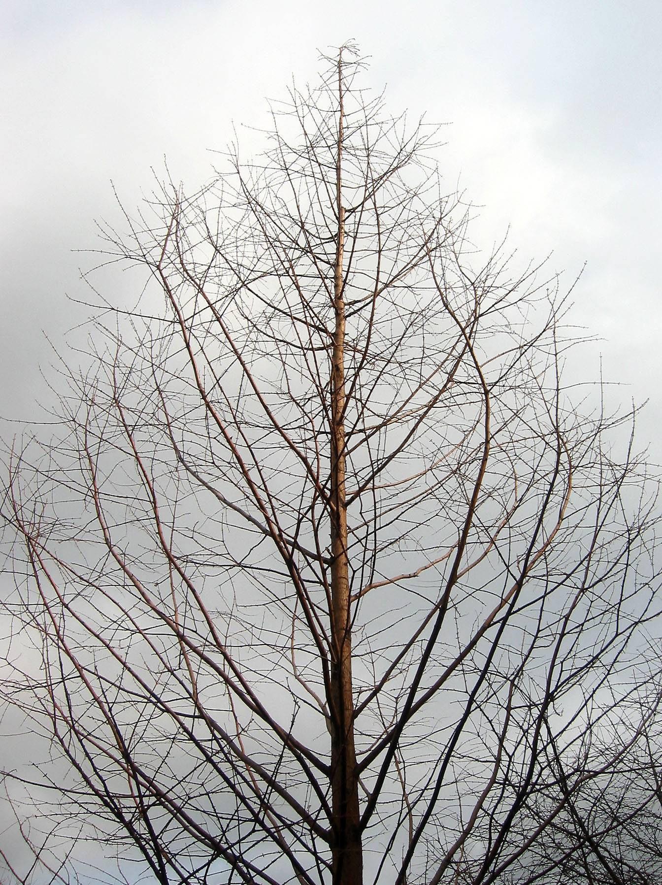 Golden Larch