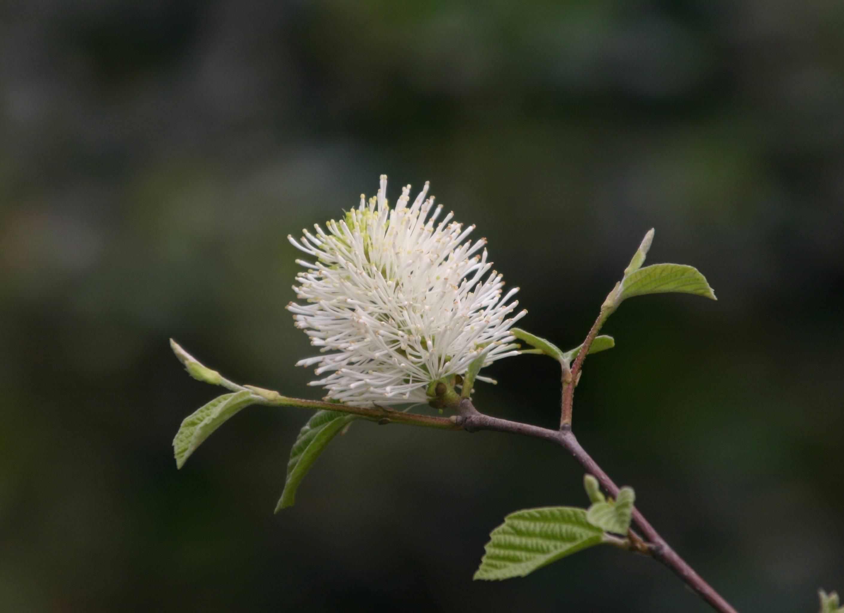 Fothergilla major