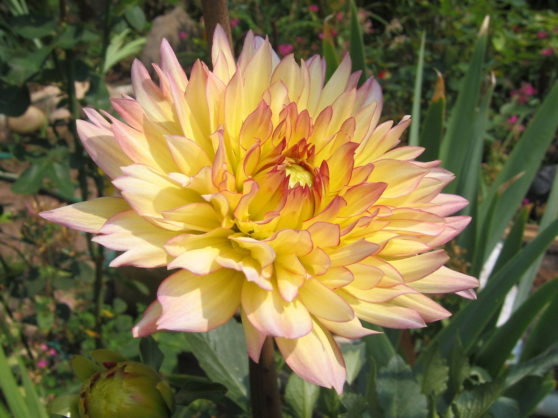 Dahlia