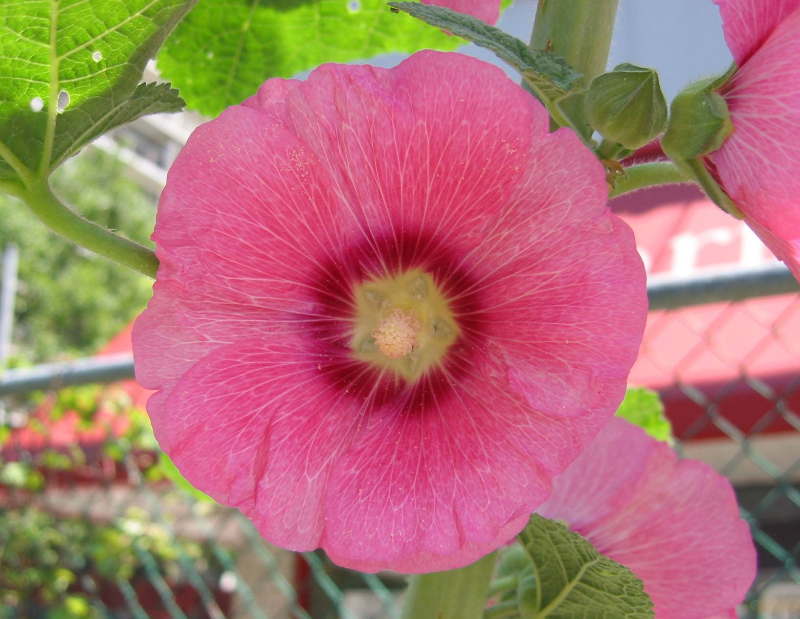 Hollyhock Blossoms