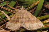 Scotopteryx-chenopodiata .jpg