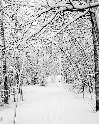 Snowy Woods, Kanata
