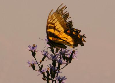 DSC_5941.jpg