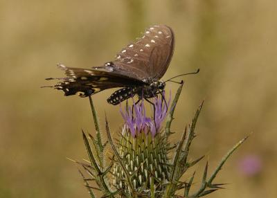 DSC_6292.jpg