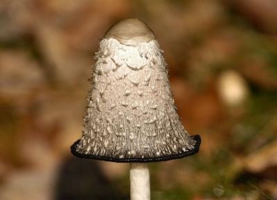 DSC_7163.jpg