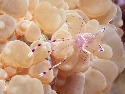 Anemone partner shrimp