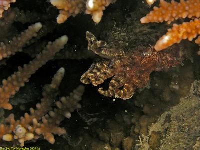 Lurking cuttlefish