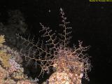 Basket Star