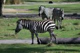 Animal Kingdom Lodge