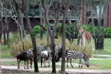 Animal Kingdom Lodge