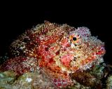 Scorpionfish 4