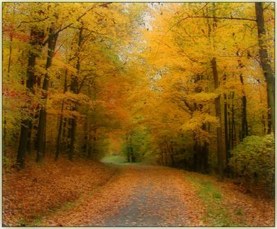 yellowtrees-billyboy-dreamy.jpg