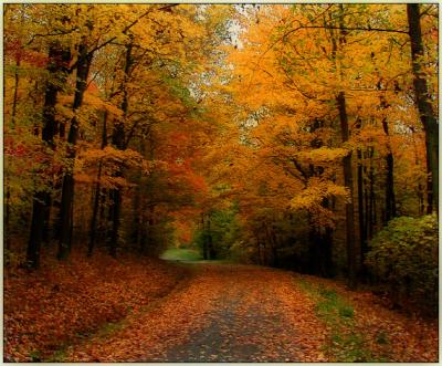yellowtrees-billyboy-saturated-dream.jpg