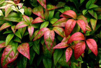 Nandina.jpg